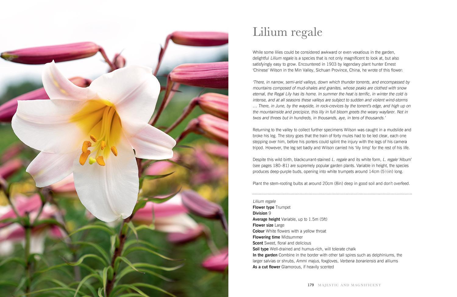Bild: 9781911663003 | Lilies | Beautiful Varieties for Home and Garden | Naomi Slade | Buch