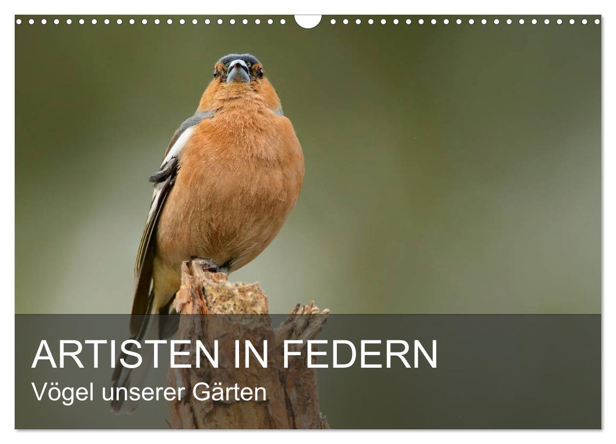 Cover: 9783675414549 | Artisten in Federn - Vögel unserer Gärten (Wandkalender 2024 DIN A3...