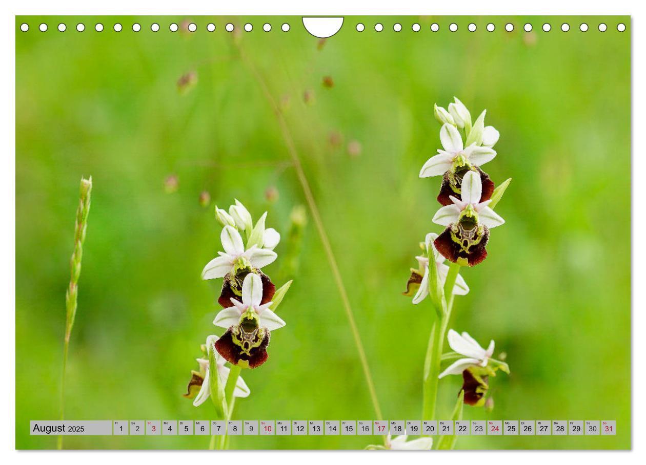 Bild: 9783435537204 | Orchideenwiese 2025 (Wandkalender 2025 DIN A4 quer), CALVENDO...