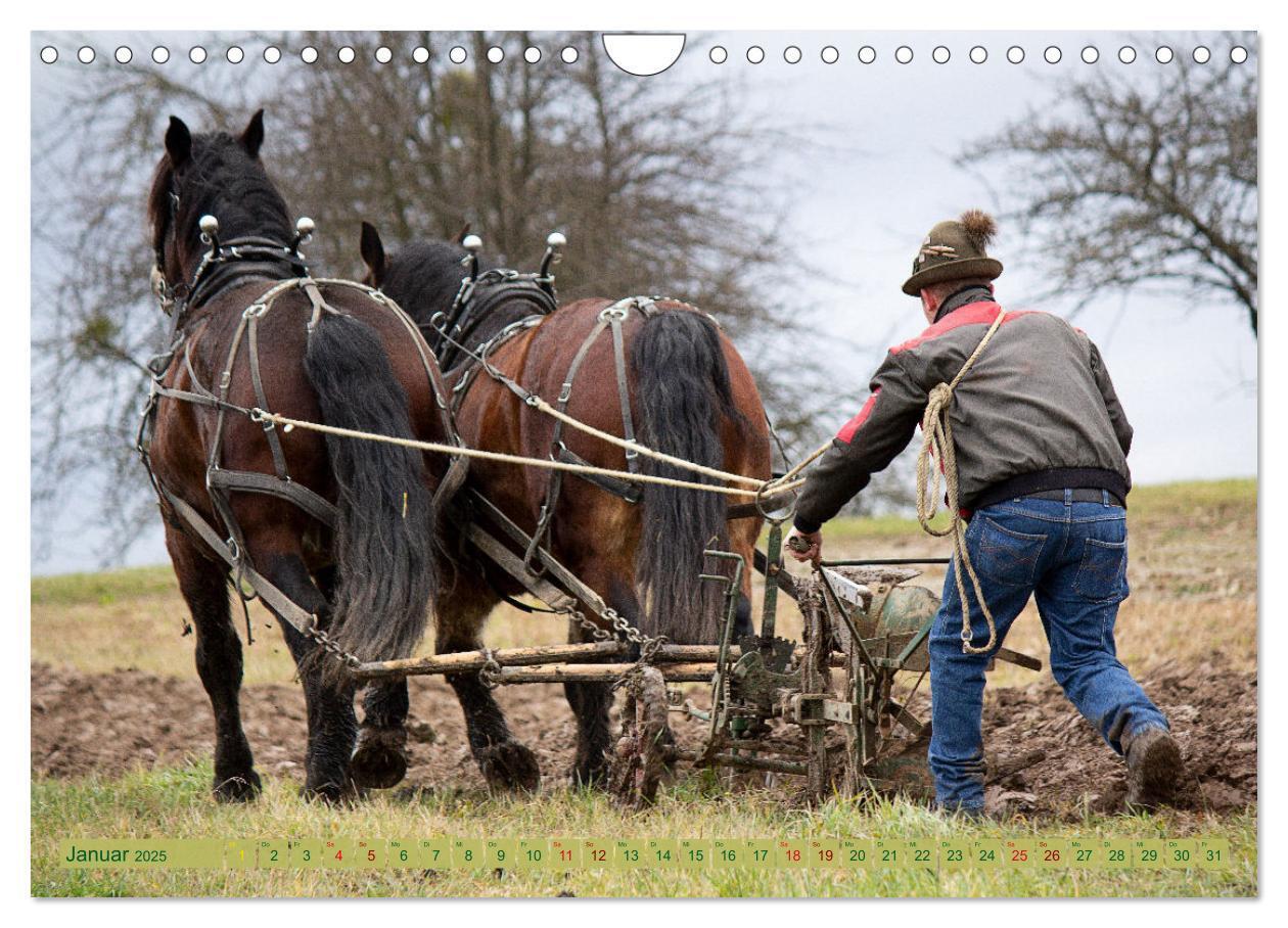 Bild: 9783435096435 | Zugpferde bei der Feldarbeit (Wandkalender 2025 DIN A4 quer),...