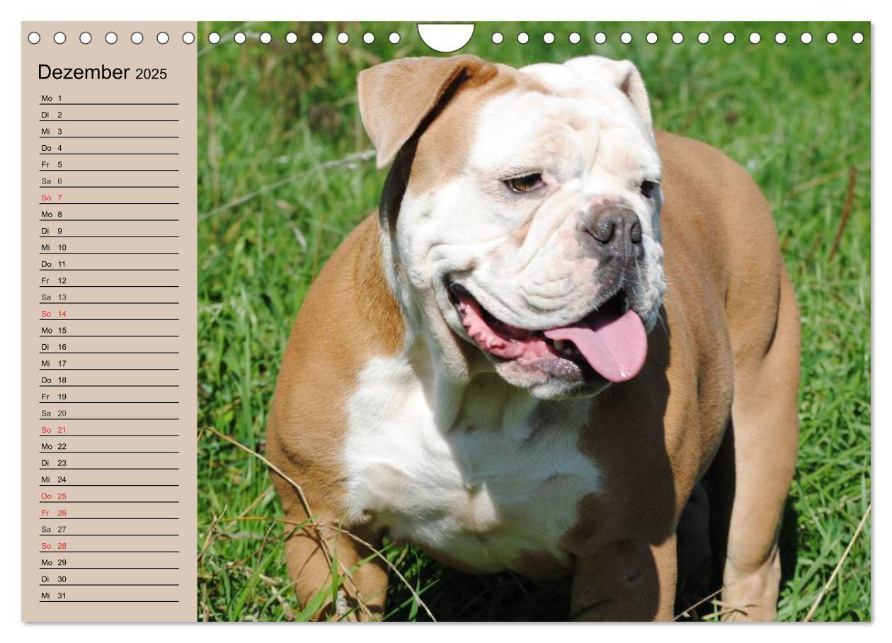 Bild: 9783435535347 | Faszination Bulldogge (Wandkalender 2025 DIN A4 quer), CALVENDO...