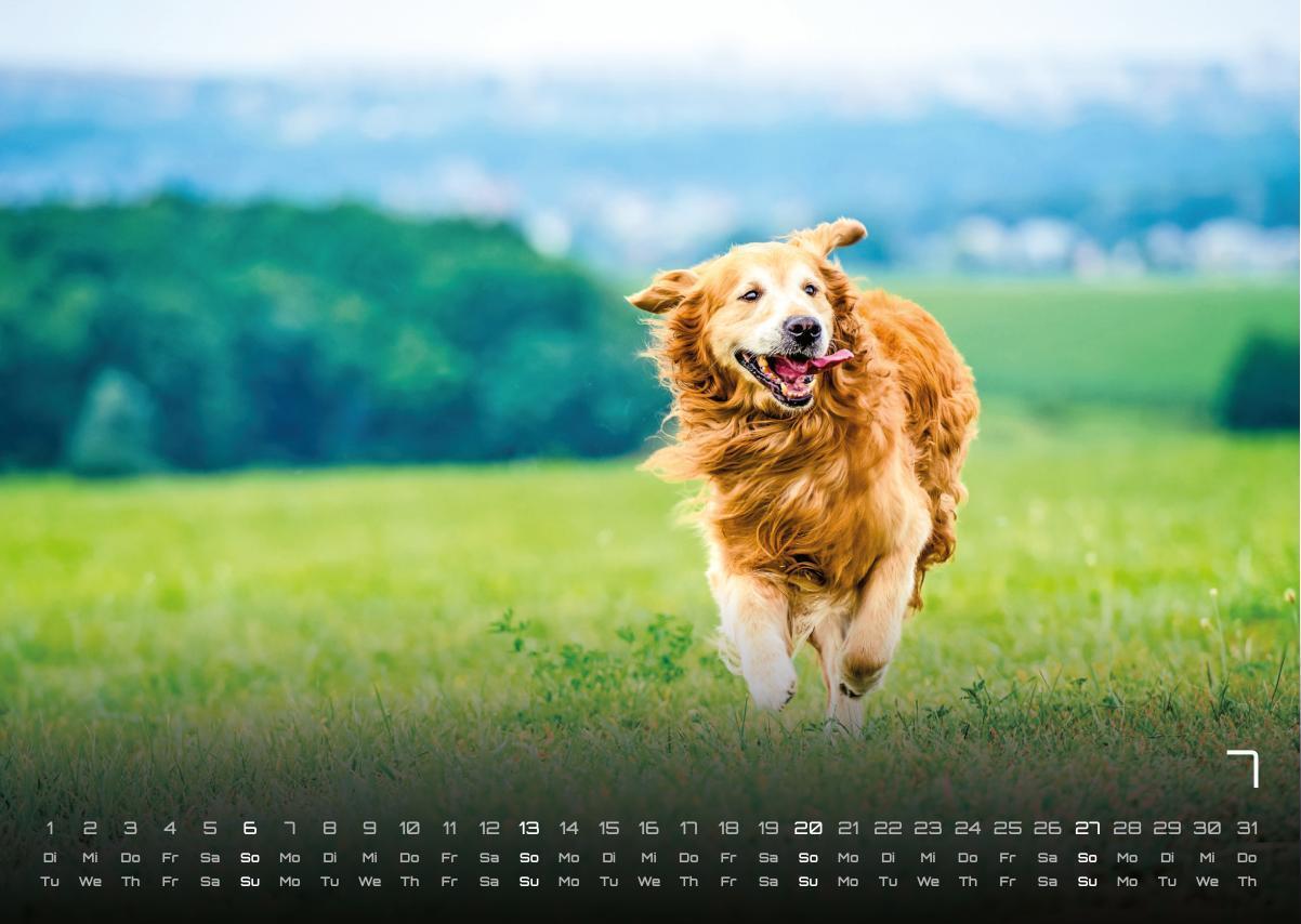 Bild: 9783986733919 | Wuff - Unsere Vierbeiner - Der Hundekalender- 2025 - Kalender DIN A3