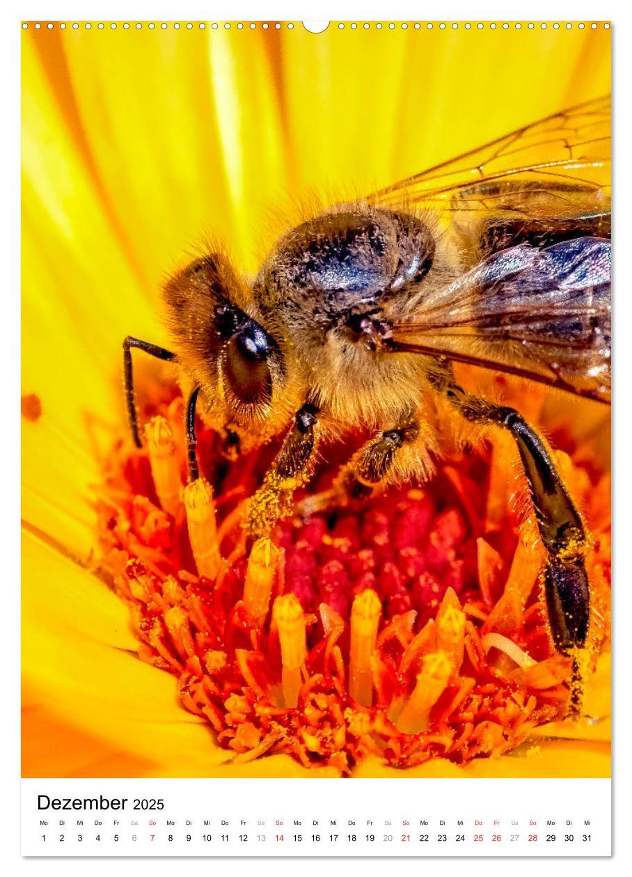 Bild: 9783435966219 | BIENEN - Kleine Nützlinge ganz nah (Wandkalender 2025 DIN A2 hoch),...