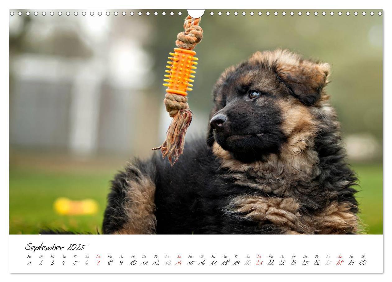 Bild: 9783435495511 | Schäferhunde Seelenhunde (Wandkalender 2025 DIN A3 quer), CALVENDO...