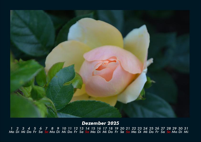 Bild: 9783755989172 | Blumenkalender 2025 Fotokalender DIN A4 | Tobias Becker | Kalender