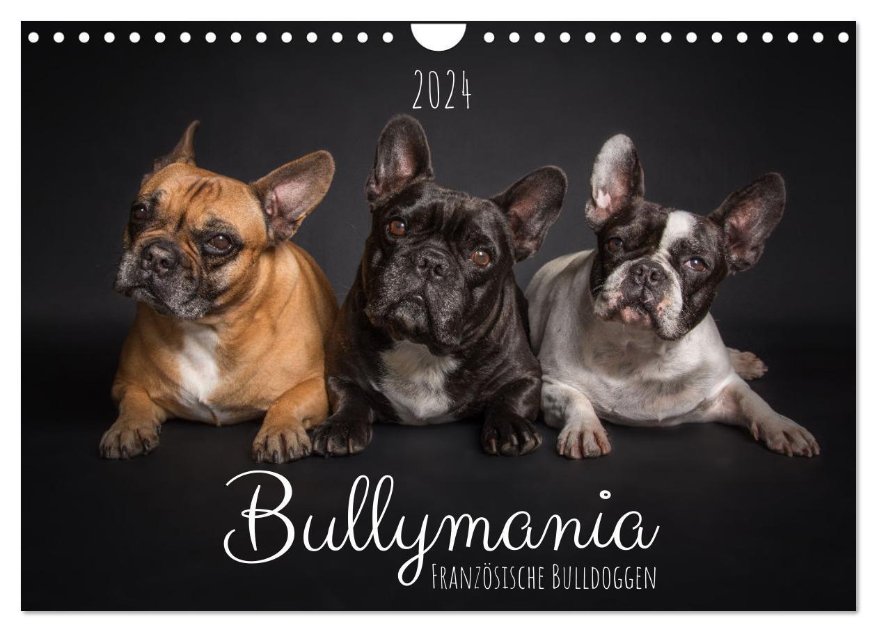 Cover: 9783675546110 | Bullymania - Französische Bulldoggen (Wandkalender 2024 DIN A4...