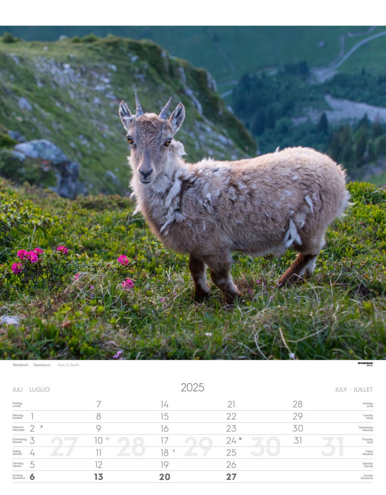 Bild: 9788868397449 | Tiere der Alpen - Kalender 2025 | Animali delle Alpi - Alpine animals