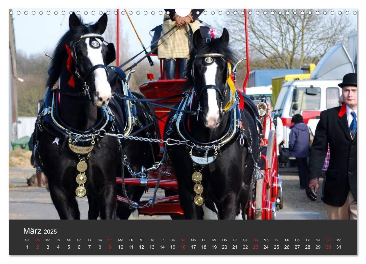 Bild: 9783435761708 | Shire Horse ¿ Prunkvolle Giganten (Wandkalender 2025 DIN A3 quer),...