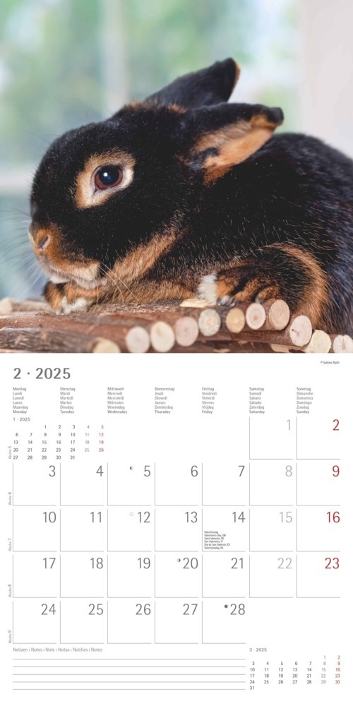 Bild: 4251732340766 | Alpha Edition - Kaninchen 2025 Broschürenkalender, 30x30cm,...