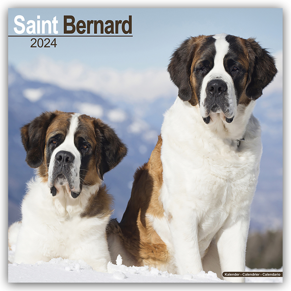 Cover: 9781804600856 | Saint Bernard - Bernhardiner 2024 - 16-Monatskalender | Ltd | Kalender