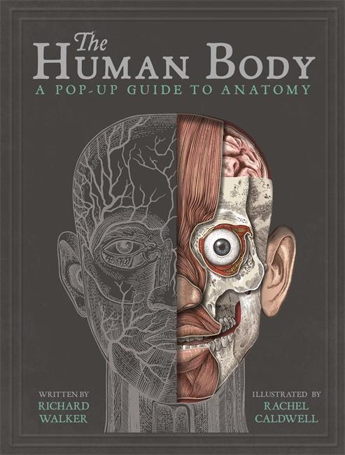Cover: 9781787410589 | The Human Body | A Pop-Up Guide to Anatomy | Richard Walker | Buch