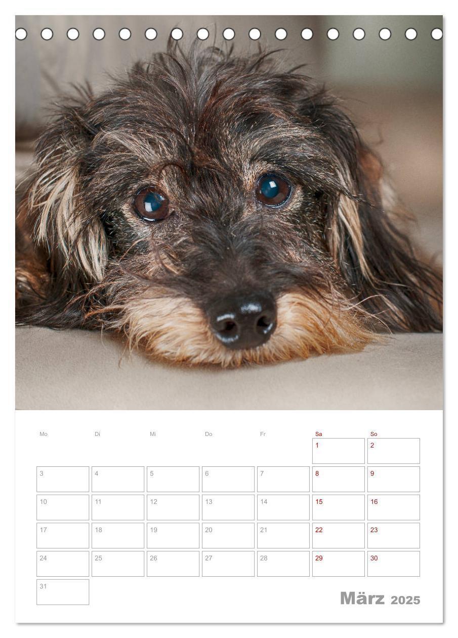 Bild: 9783435972951 | Dackelportraits (Tischkalender 2025 DIN A5 hoch), CALVENDO...