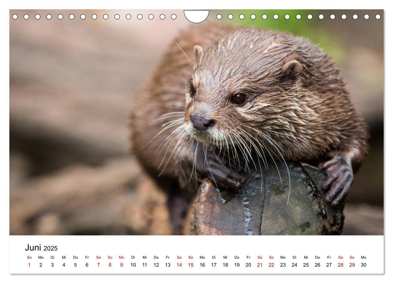 Bild: 9783435380053 | Otter - Jäger an Flüssen und Seen (Wandkalender 2025 DIN A4 quer),...