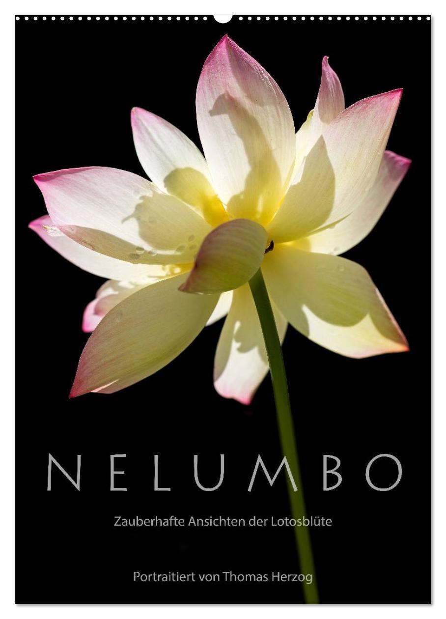 Cover: 9783383486470 | N E L U M B O ¿ Zauberhafte Ansichten der Lotosblüte (Wandkalender...
