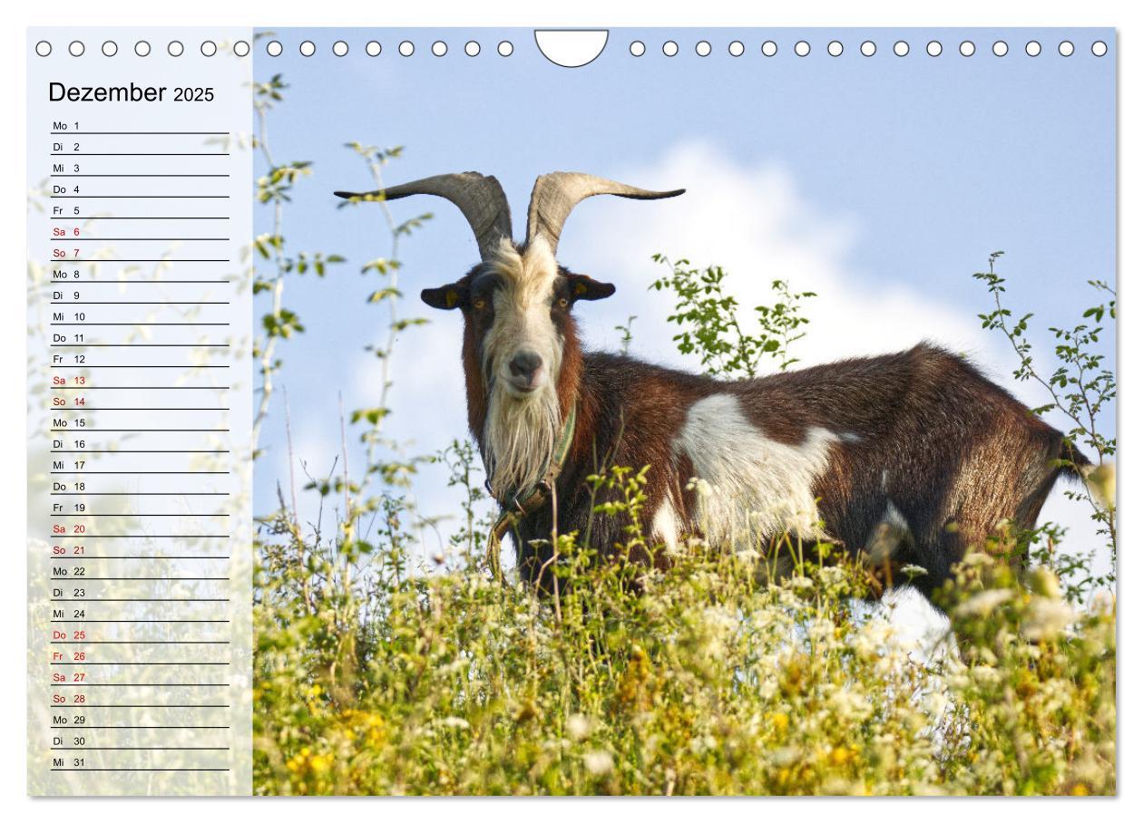 Bild: 9783435023844 | Tauernschecken-Ziegen (Wandkalender 2025 DIN A4 quer), CALVENDO...