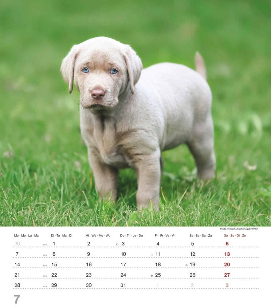 Bild: 4251732344405 | Alpha Edition - Niedliche Hundekinder 2025 Bildkalender, 30x40cm,...