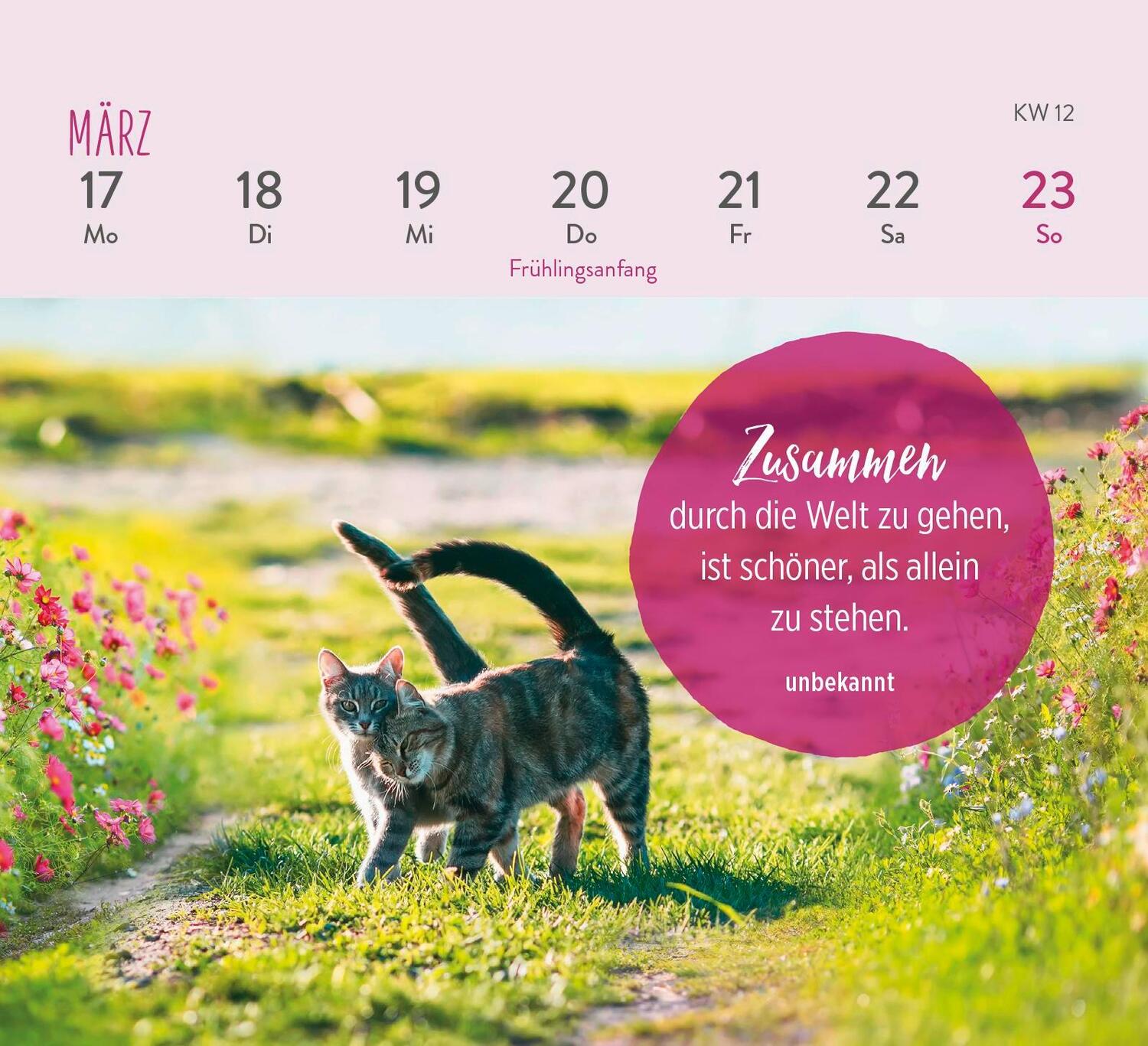 Bild: 4036442011935 | Mini-Wochenkalender 2025: Für Katzenfreunde | Groh Verlag | Kalender