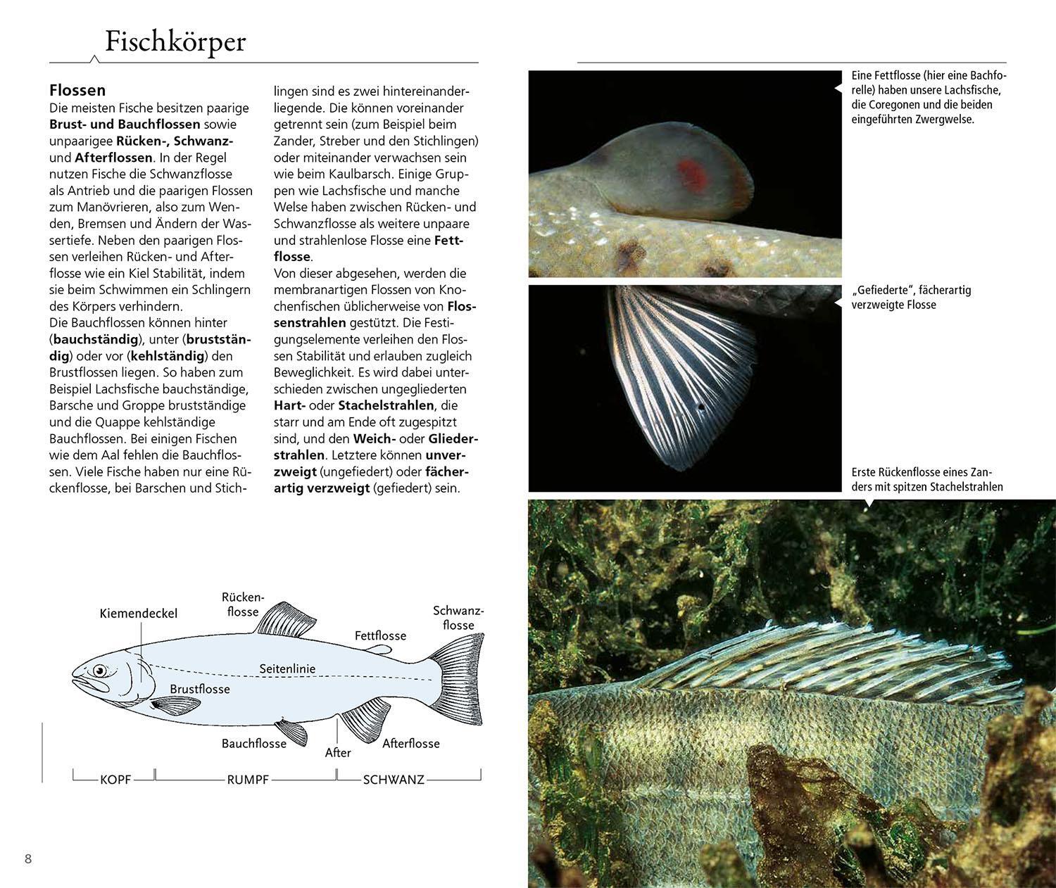 Bild: 9783440179796 | Welcher Fisch ist das? | Matthias Bergbauer | Taschenbuch | 160 S.