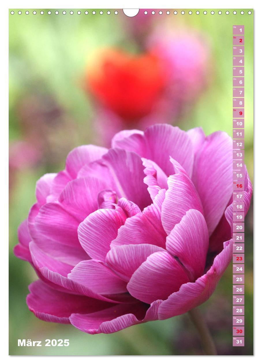 Bild: 9783435966134 | Bunte Tulpenpracht (Wandkalender 2025 DIN A3 hoch), CALVENDO...