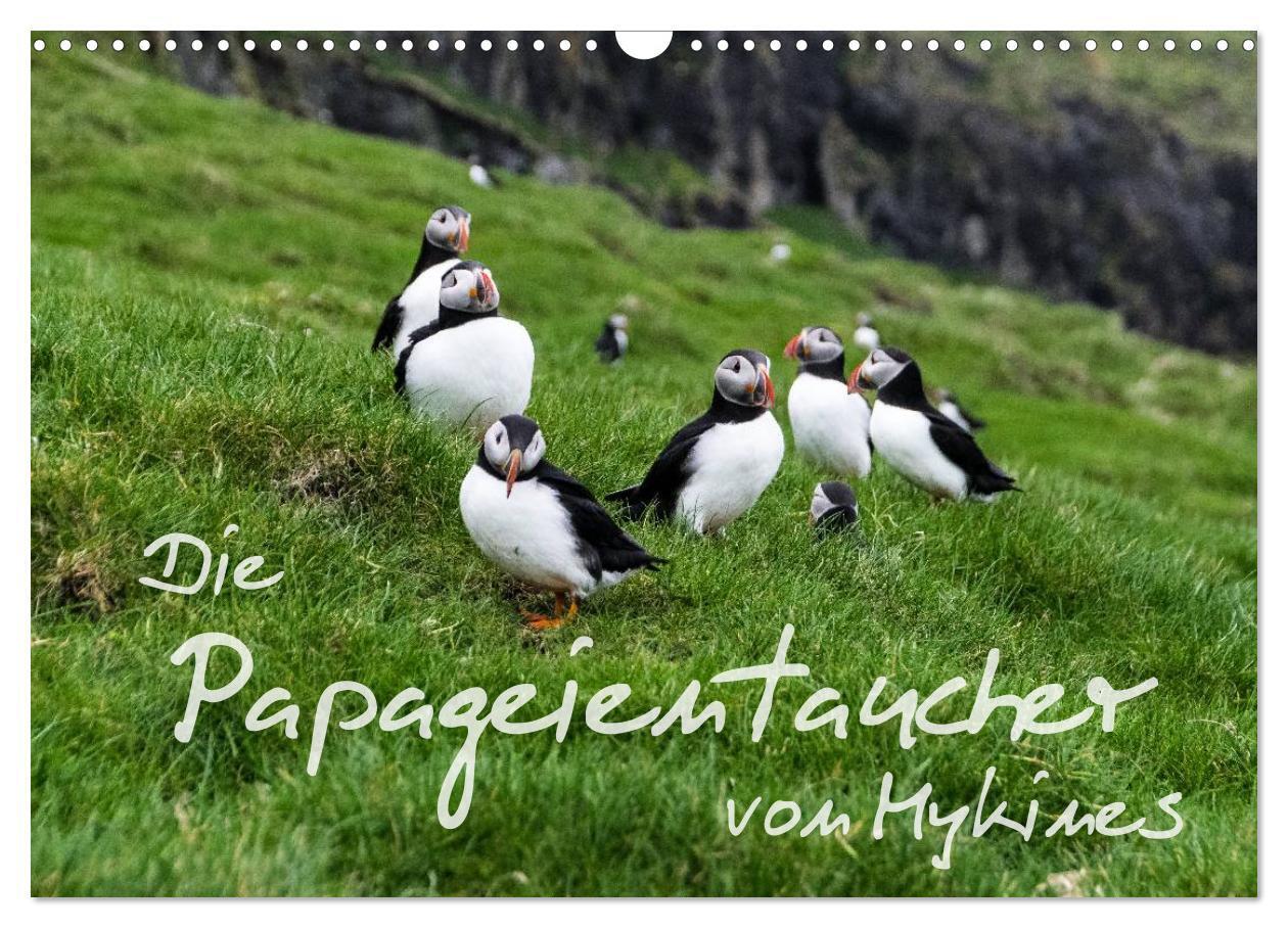 Cover: 9783435538287 | Die Papageientaucher von Mykines (Wandkalender 2025 DIN A3 quer),...