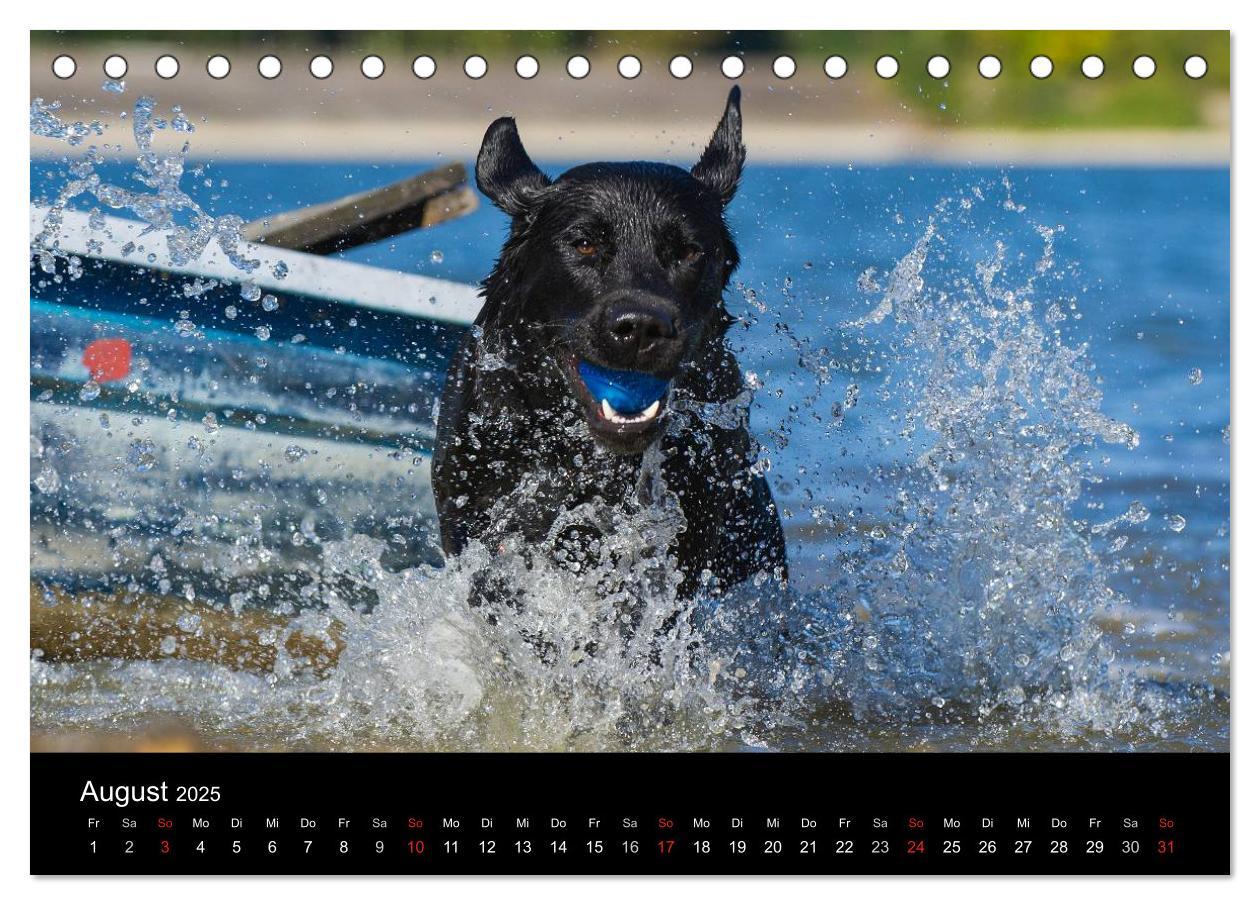 Bild: 9783435760510 | Labrador Retriever 2025 (Tischkalender 2025 DIN A5 quer), CALVENDO...