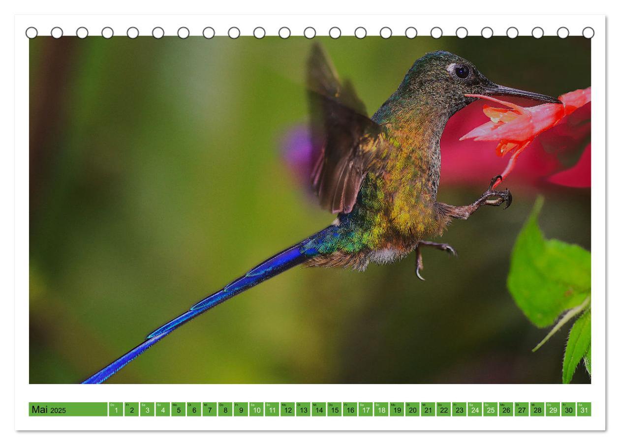 Bild: 9783435428588 | Kolibris; Anmut, Schönheit, Farben (Tischkalender 2025 DIN A5...