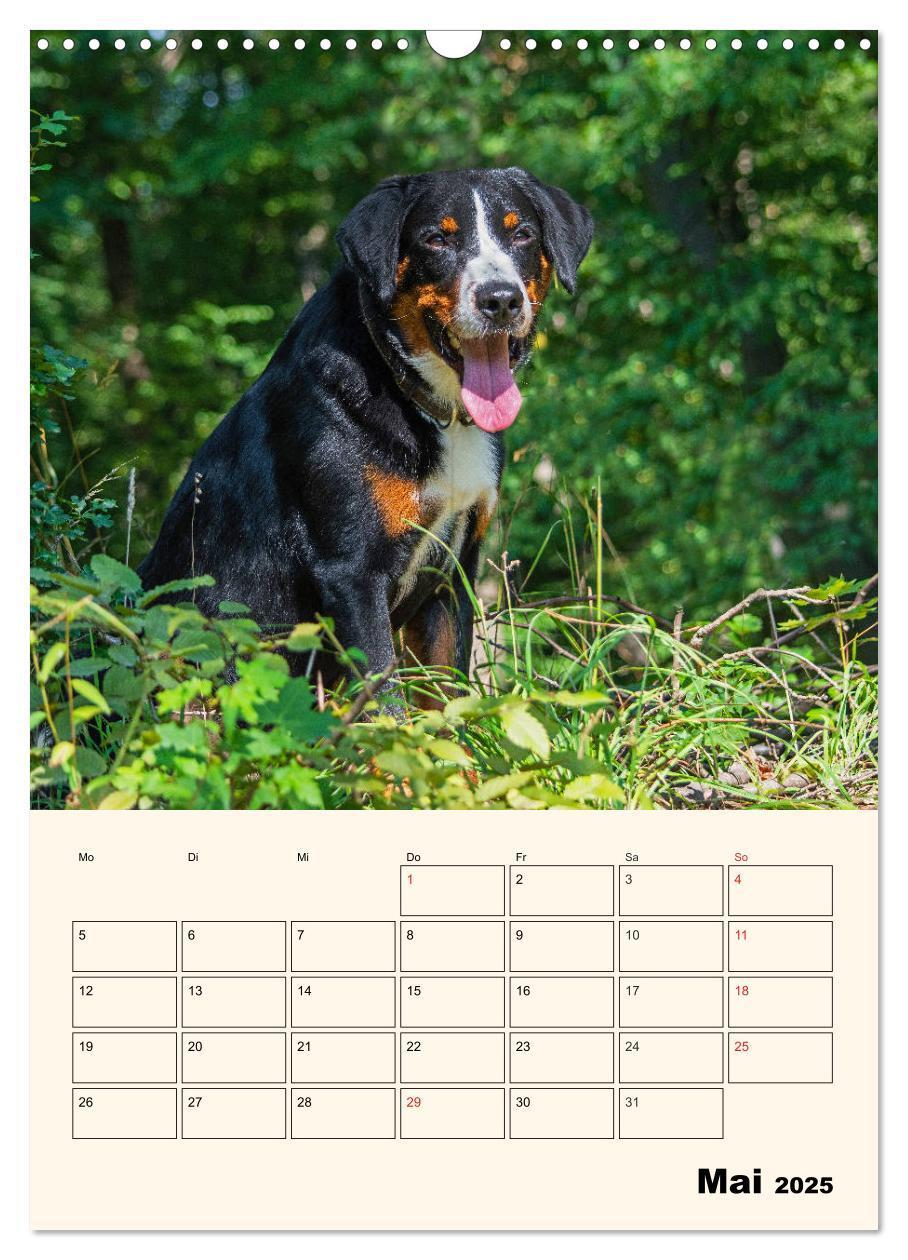 Bild: 9783435936571 | Appenzeller Sennenhund - Mit Plan durch das Jahr (Wandkalender 2025...