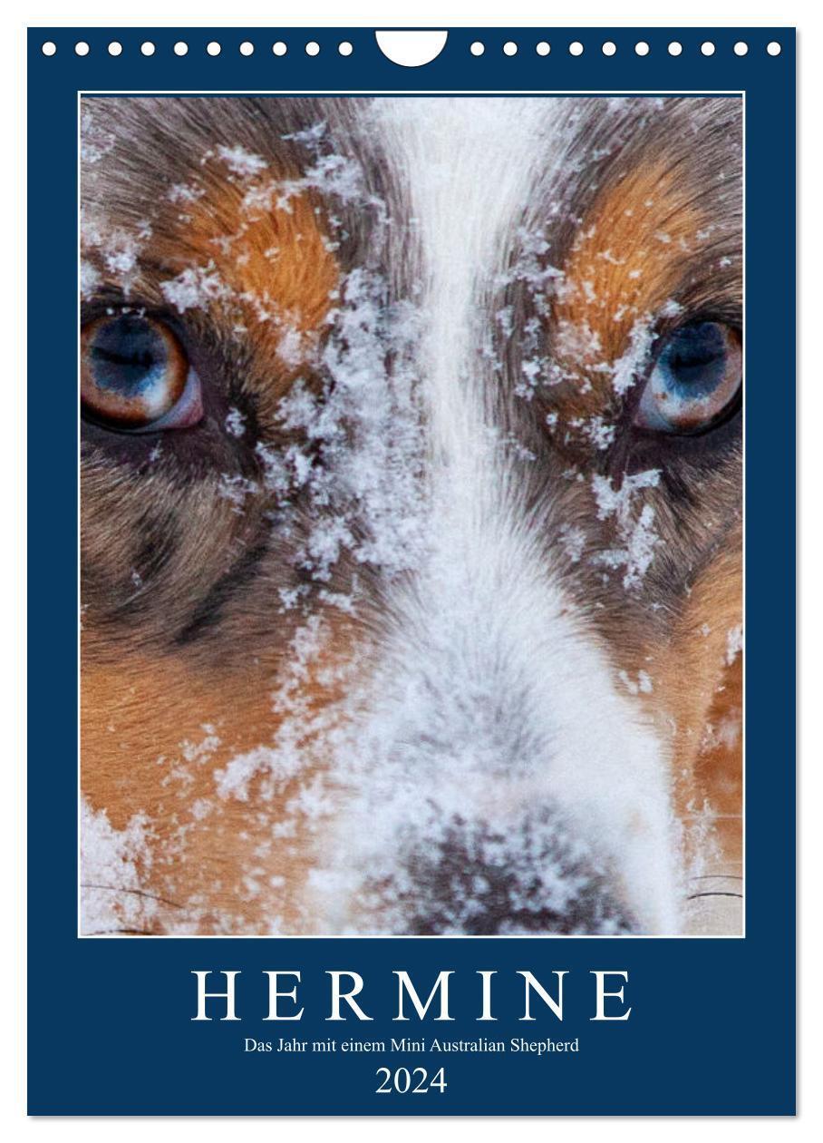 Cover: 9783675935259 | Hermine - Ein Jahr mit einem Mini Australian Shepherd (Wandkalender...