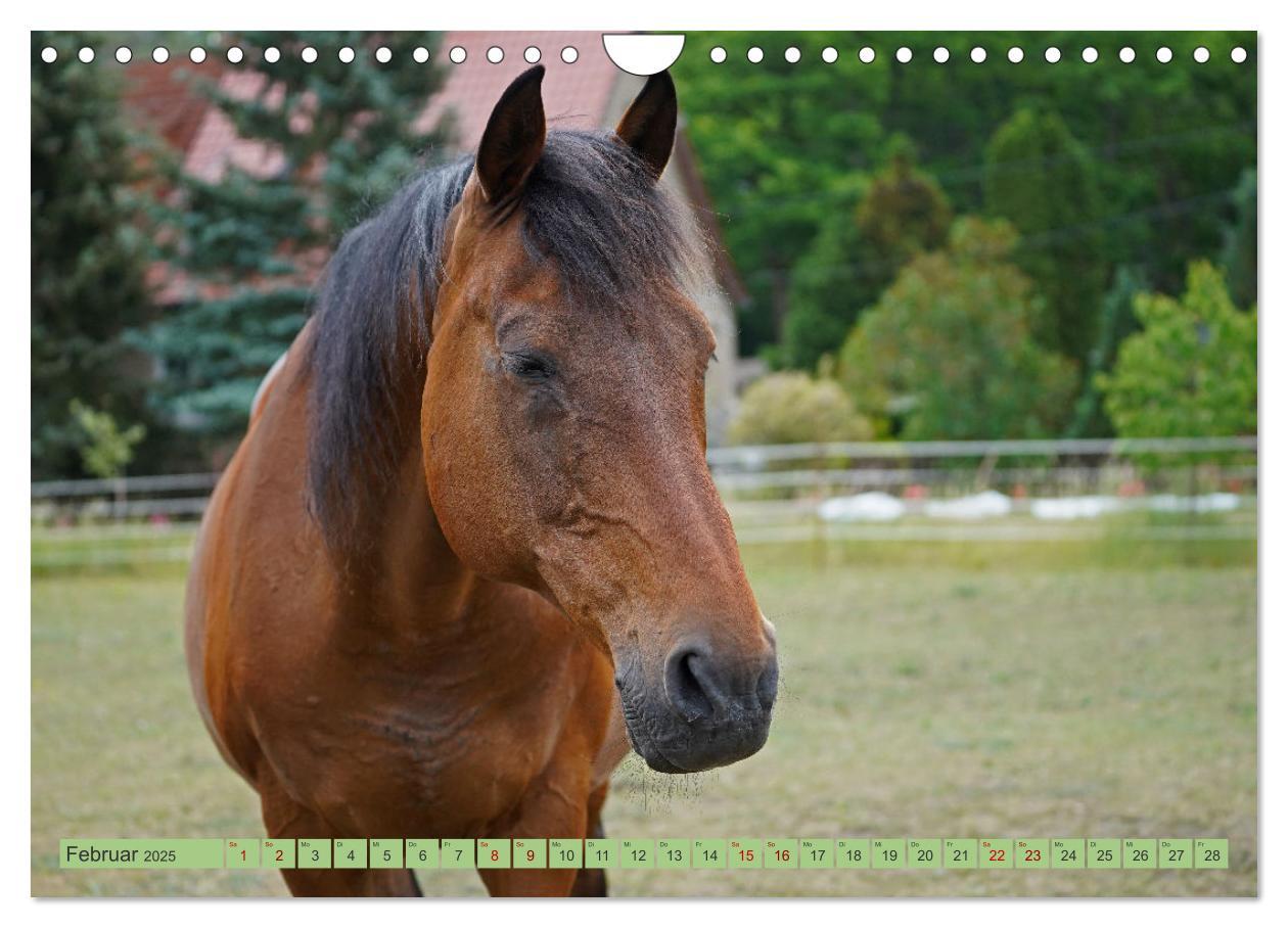 Bild: 9783383946257 | Faszination Trakehner (Wandkalender 2025 DIN A4 quer), CALVENDO...