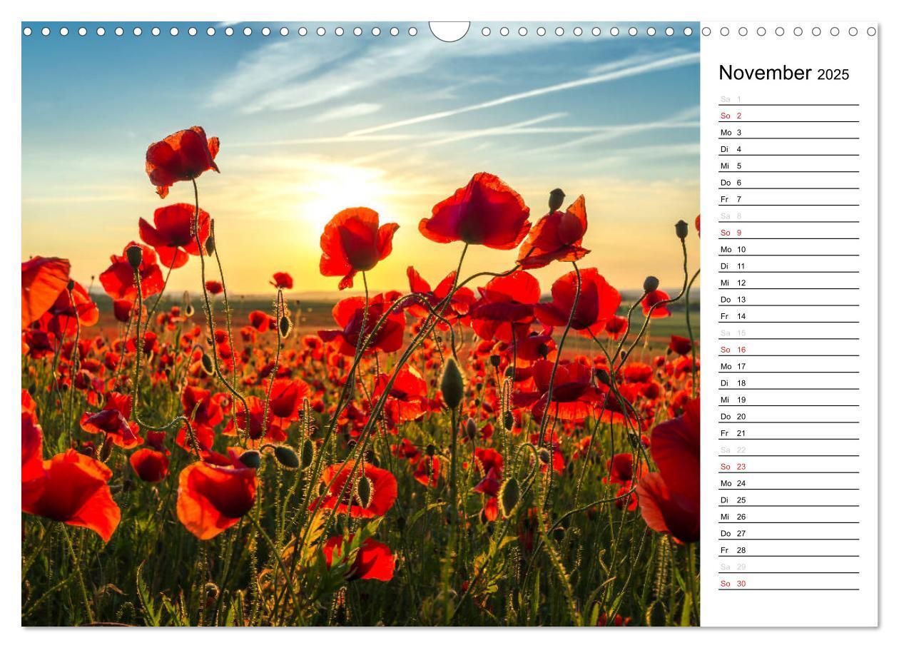 Bild: 9783435218288 | Ein Traum von Mohn (Wandkalender 2025 DIN A3 quer), CALVENDO...