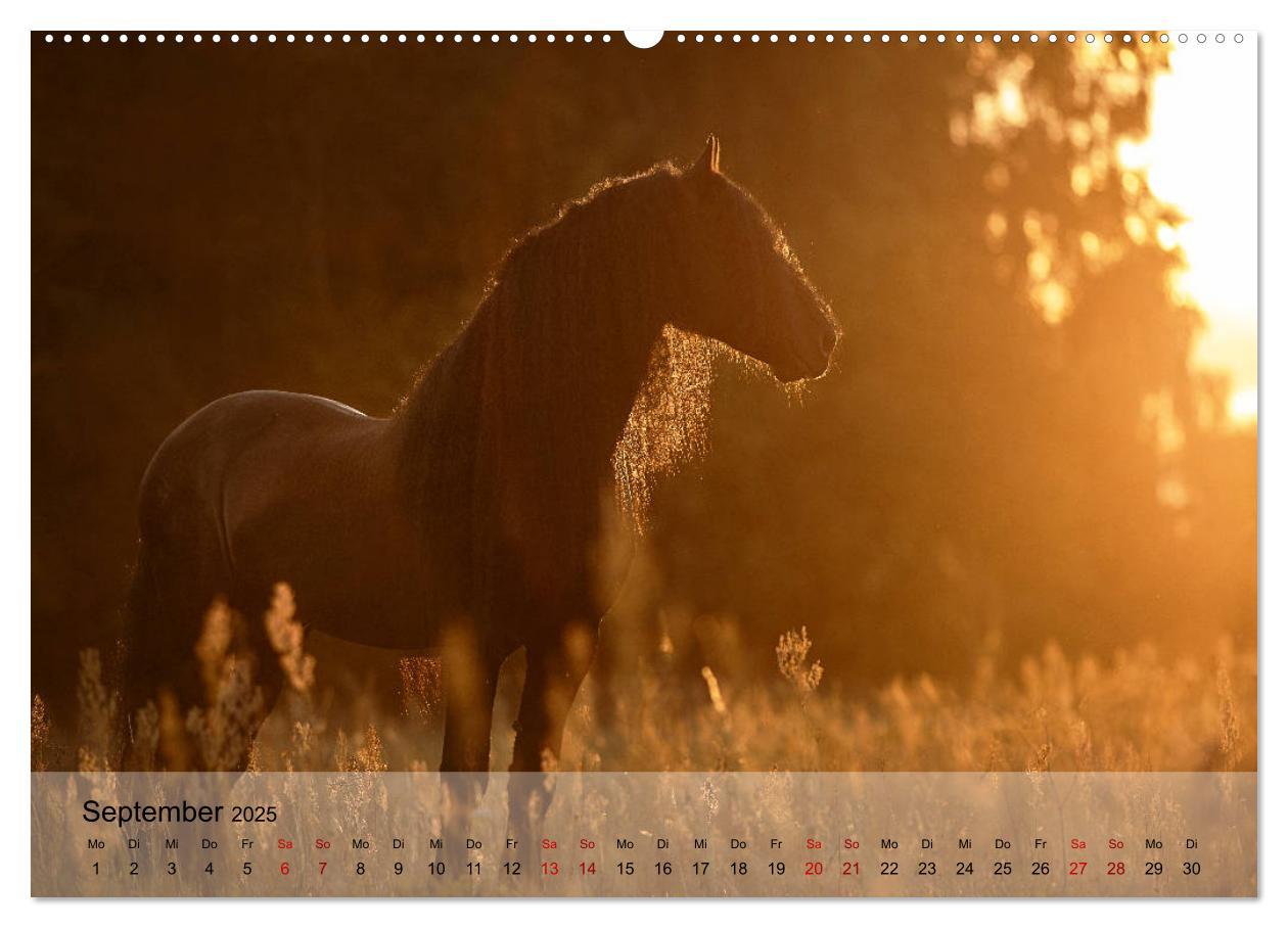 Bild: 9783435288878 | Pferdezauber 2025 (Wandkalender 2025 DIN A2 quer), CALVENDO...