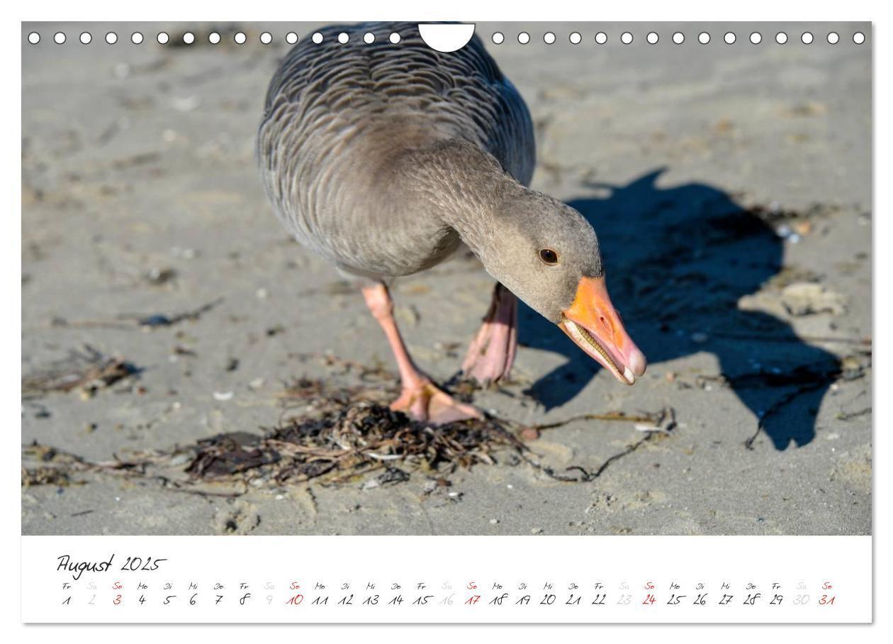 Bild: 9783435644032 | Geltinger Birk (Wandkalender 2025 DIN A4 quer), CALVENDO...