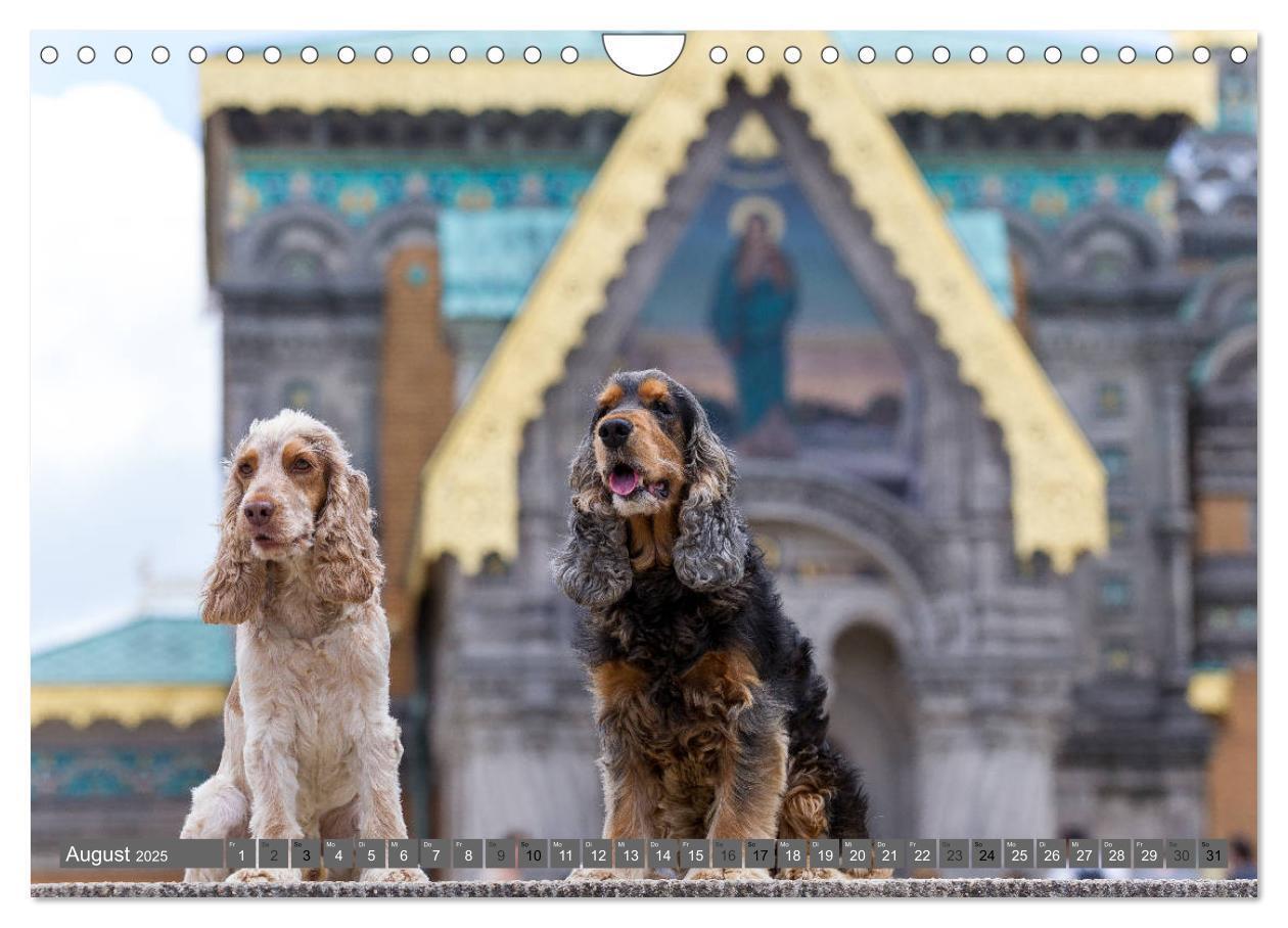 Bild: 9783435447930 | English Cocker Spaniels - Ein Spaziergang im Park (Wandkalender...