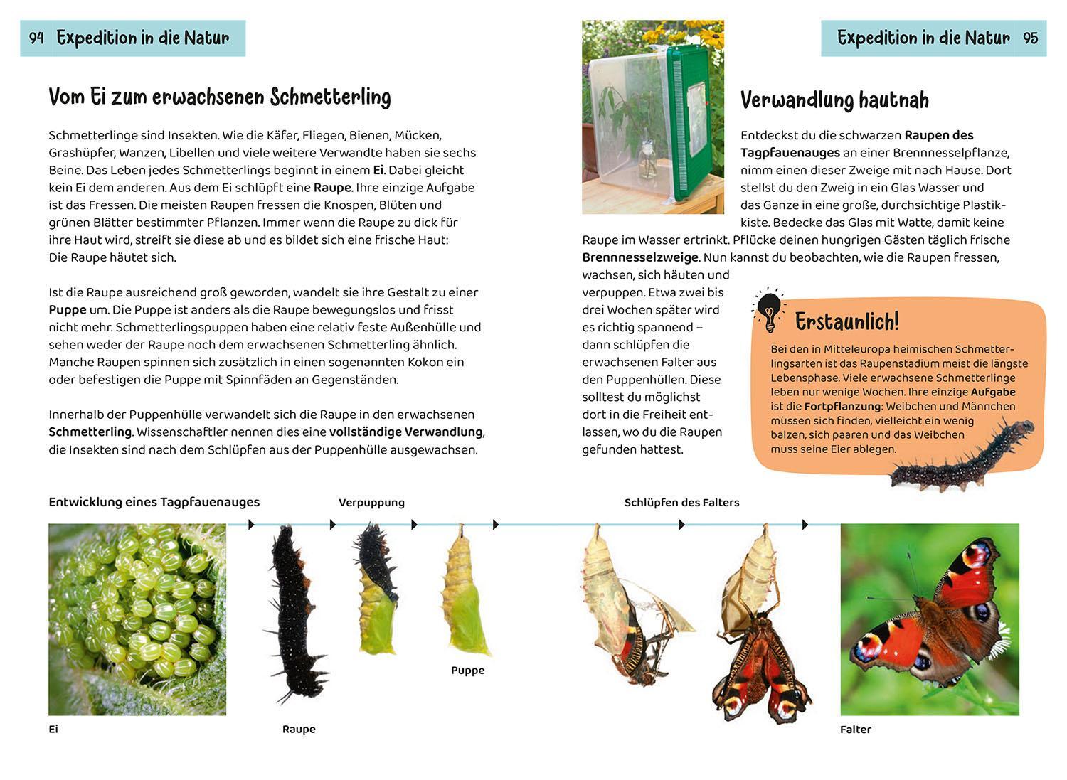 Bild: 9783440176474 | Welcher Schmetterling ist das? Kindernaturführer | 85 heimische Arten