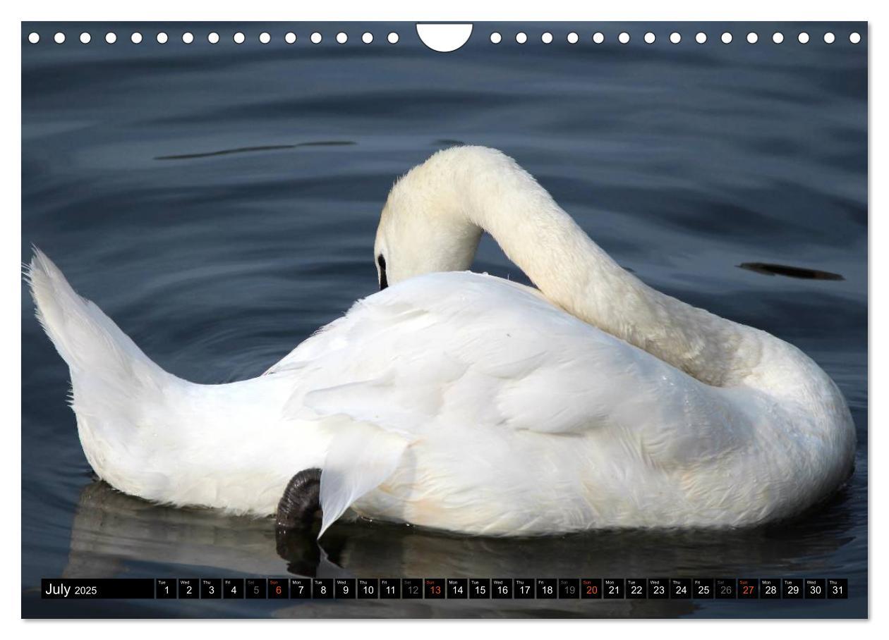 Bild: 9781325966127 | Lovely Water Birds (Wall Calendar 2025 DIN A4 landscape), CALVENDO...