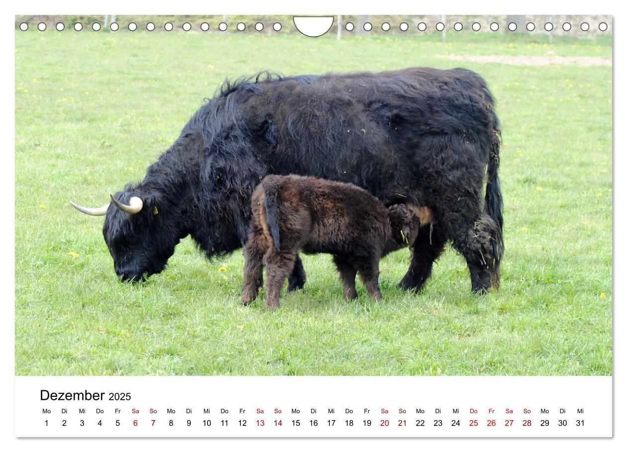 Bild: 9783435013999 | Die Schottischen Hochlandrinder und ihr Nachwuchs (Wandkalender...