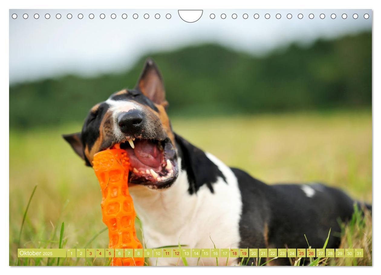 Bild: 9783435405763 | Bullterrier, Powerpakete auf 4 Pfoten (Wandkalender 2025 DIN A4...