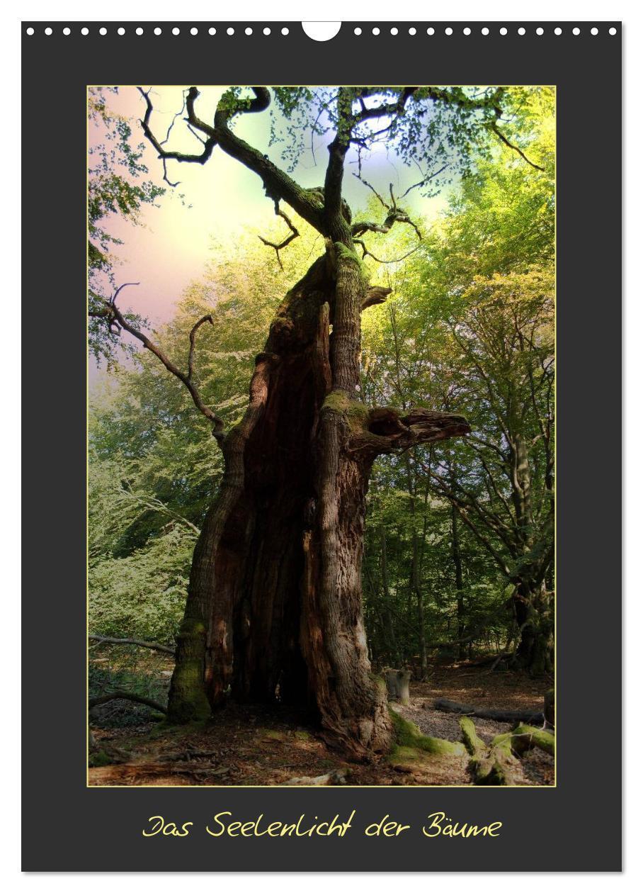 Cover: 9783383614491 | Das Seelenlicht der Bäume (Wandkalender 2024 DIN A3 hoch), CALVENDO...