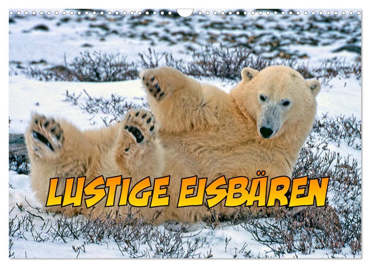 Cover: 9783675677135 | Lustige Eisbären (Wandkalender 2024 DIN A3 quer), CALVENDO...