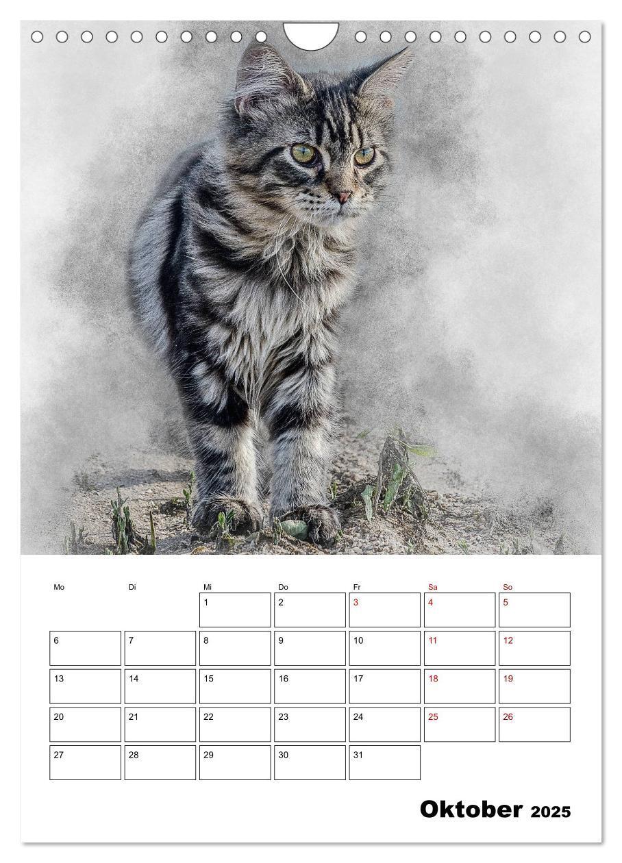 Bild: 9783435975365 | Maine Coon Katzen (Wandkalender 2025 DIN A4 hoch), CALVENDO...