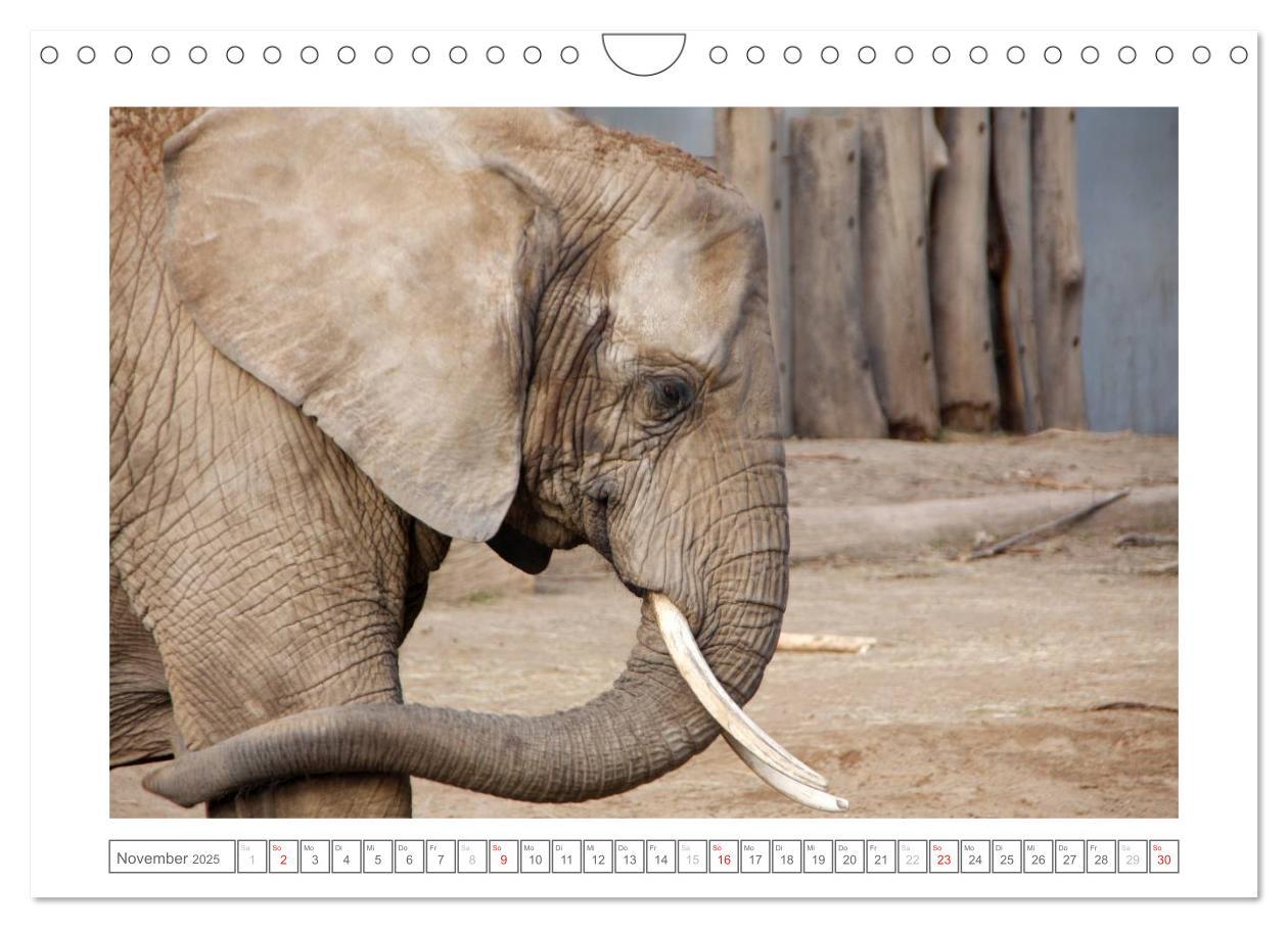 Bild: 9783435503582 | Tiere im Zoo (Wandkalender 2025 DIN A4 quer), CALVENDO Monatskalender