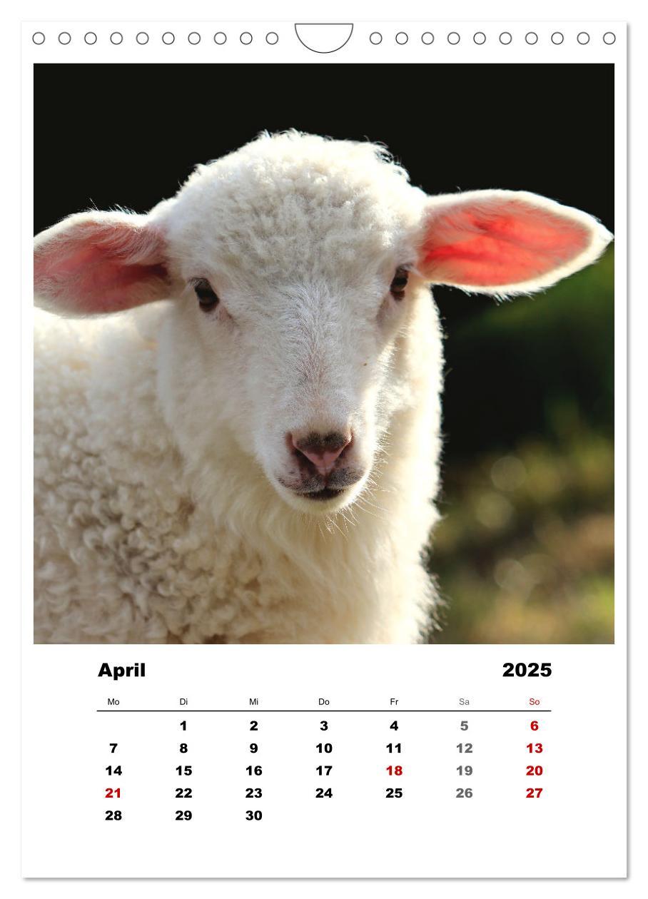 Bild: 9783435928521 | Bauernhoftiere, ganz nah dran (Wandkalender 2025 DIN A4 hoch),...