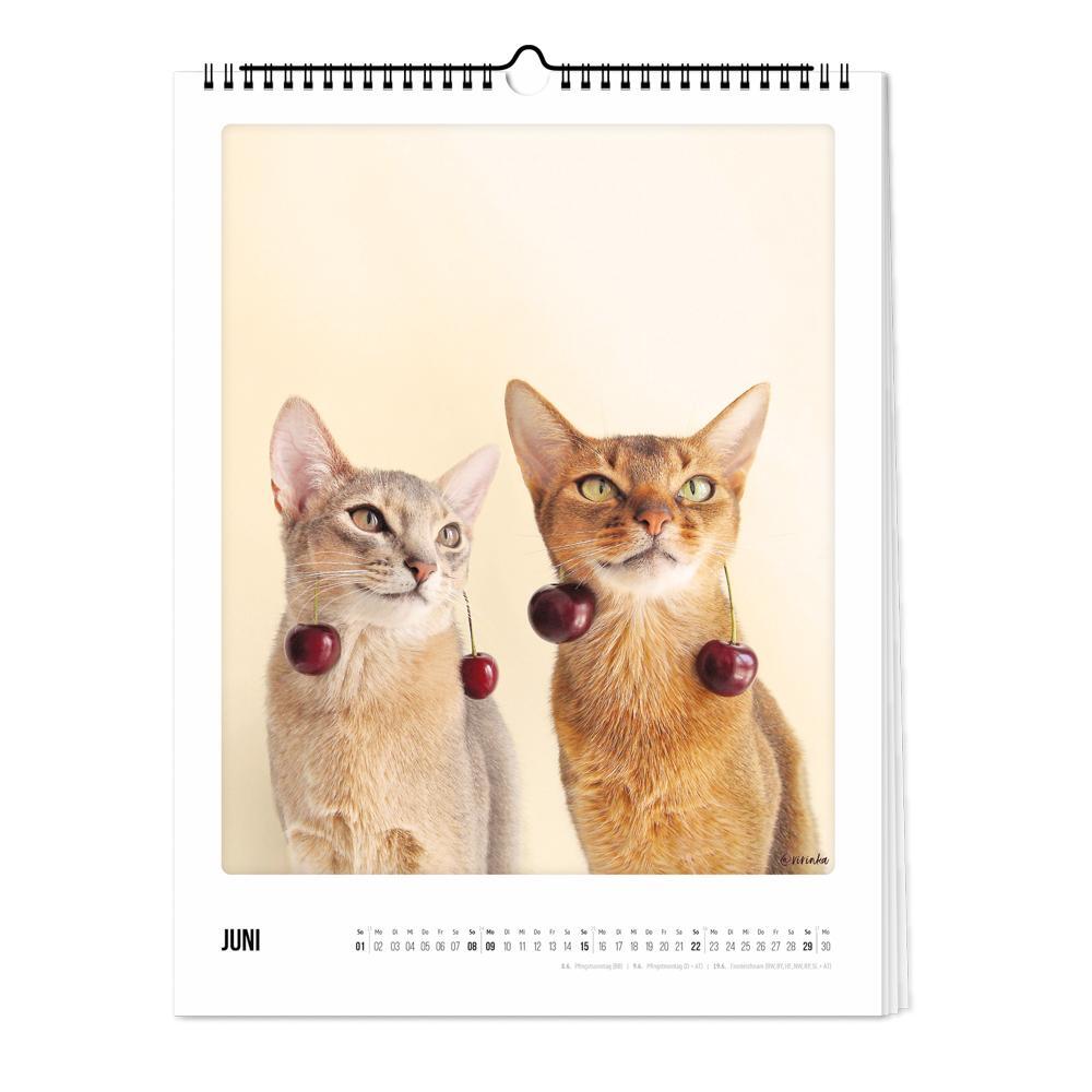 Bild: 4251781179232 | Wandkalender 2025 - Katz &amp; Kater | Pickmotion | Kalender | Deutsch