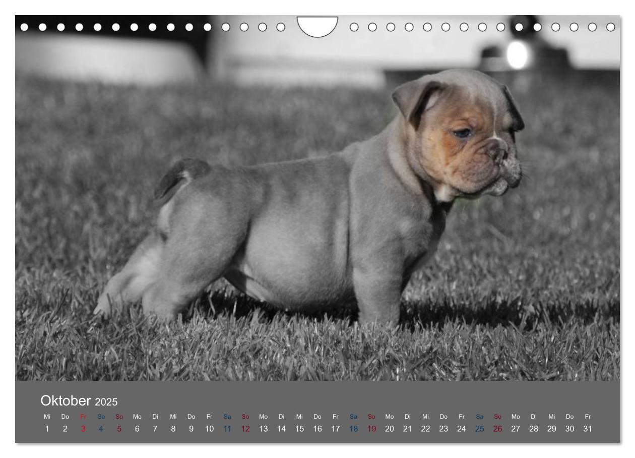 Bild: 9783435761524 | Bulldoggen-Zwerge (Wandkalender 2025 DIN A4 quer), CALVENDO...