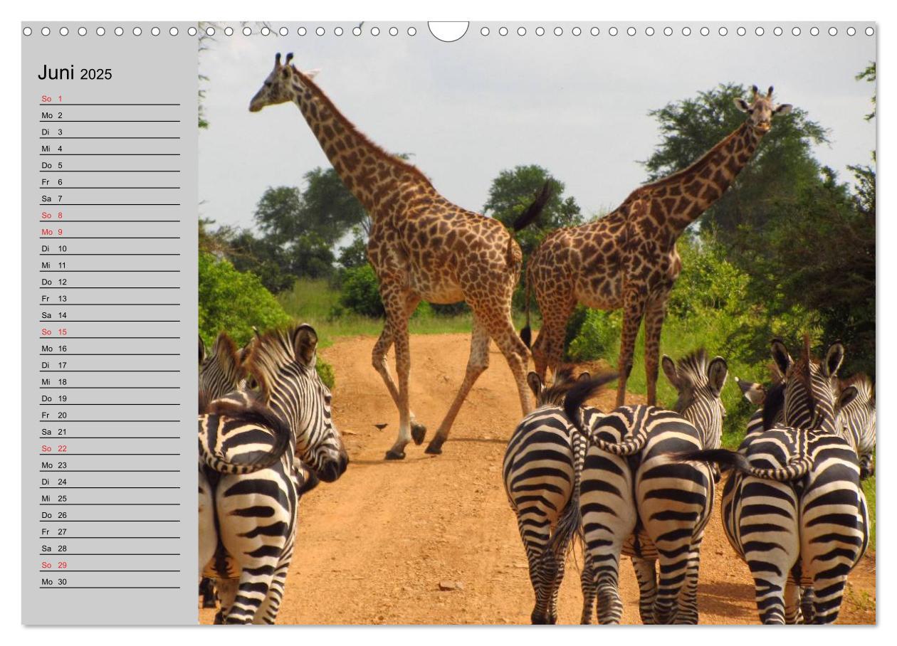 Bild: 9783435534968 | Giraffen. Dem Himmel so nah (Wandkalender 2025 DIN A3 quer),...