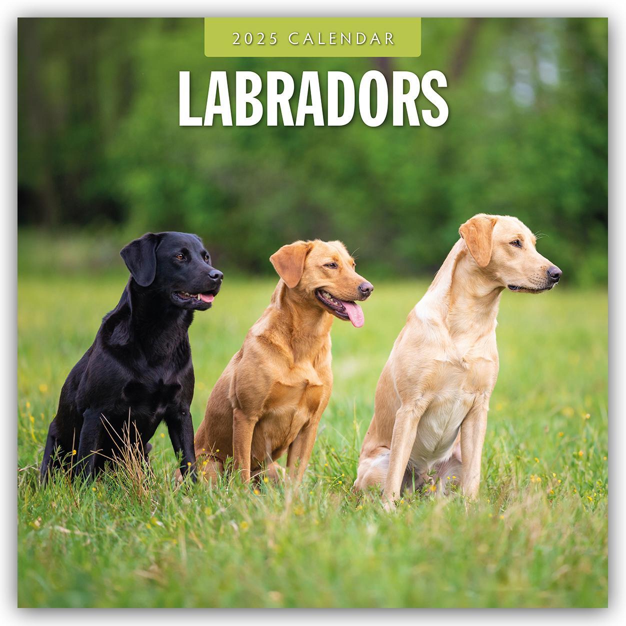 Cover: 9781804424827 | Labradors - Labradore - Labrador Retriever 2025 - 16-Monatskalender