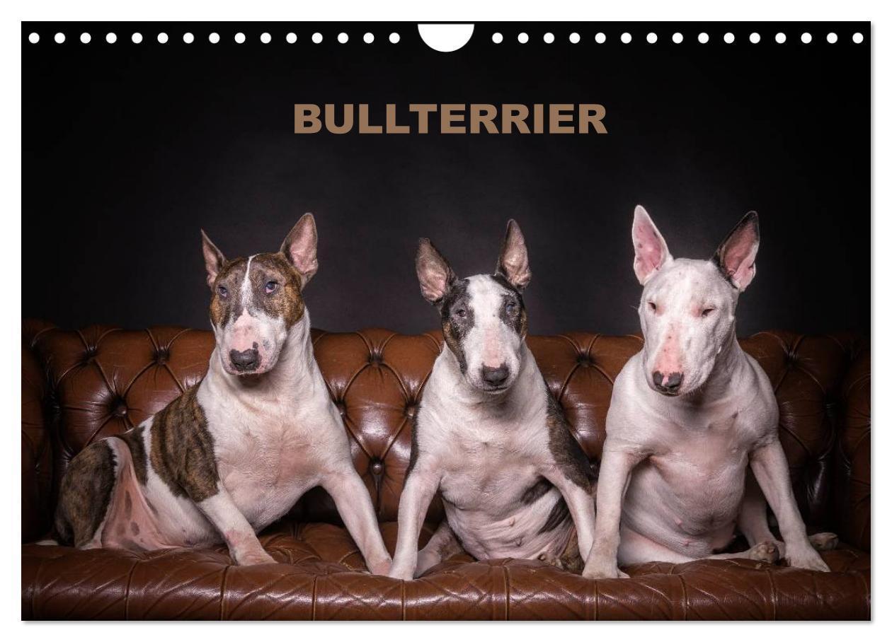 Cover: 9783435566716 | Bullterrier (Wandkalender 2025 DIN A4 quer), CALVENDO Monatskalender