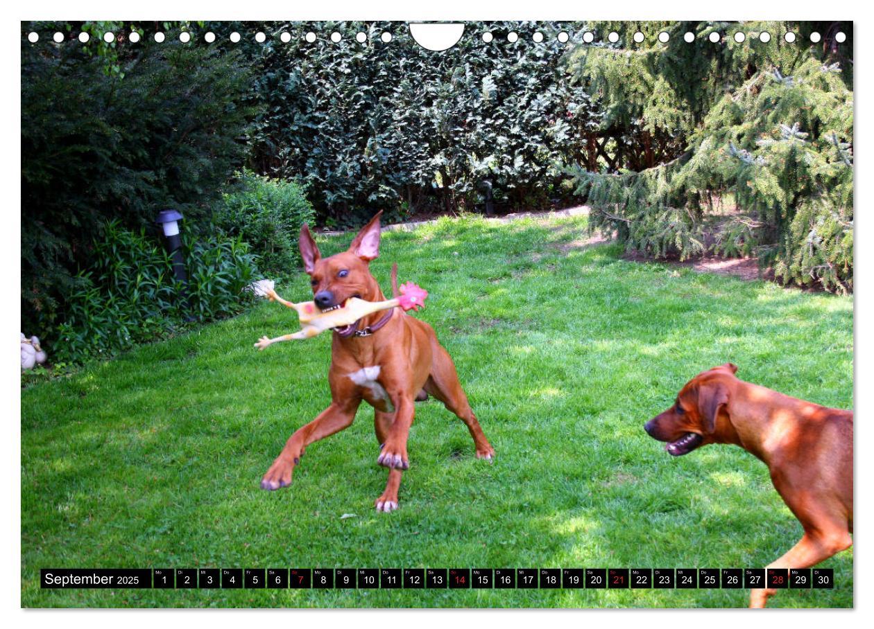 Bild: 9783435325160 | Rhodesian Ridgeback - Schnappschüsse - (Wandkalender 2025 DIN A4...