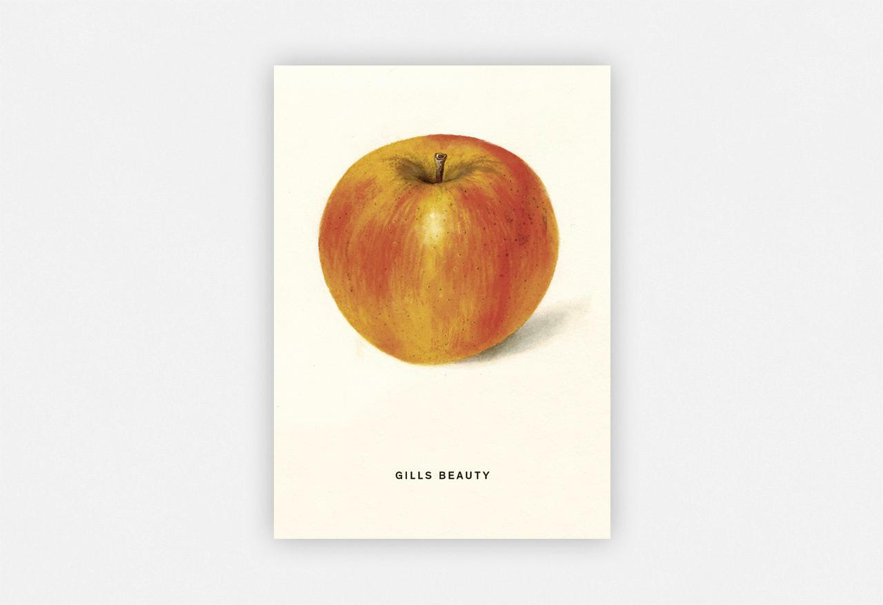 Bild: 4260172810821 | An Apple a Day 2020 - Postkartenset | 4 Stück | Taschenbuch | Deutsch