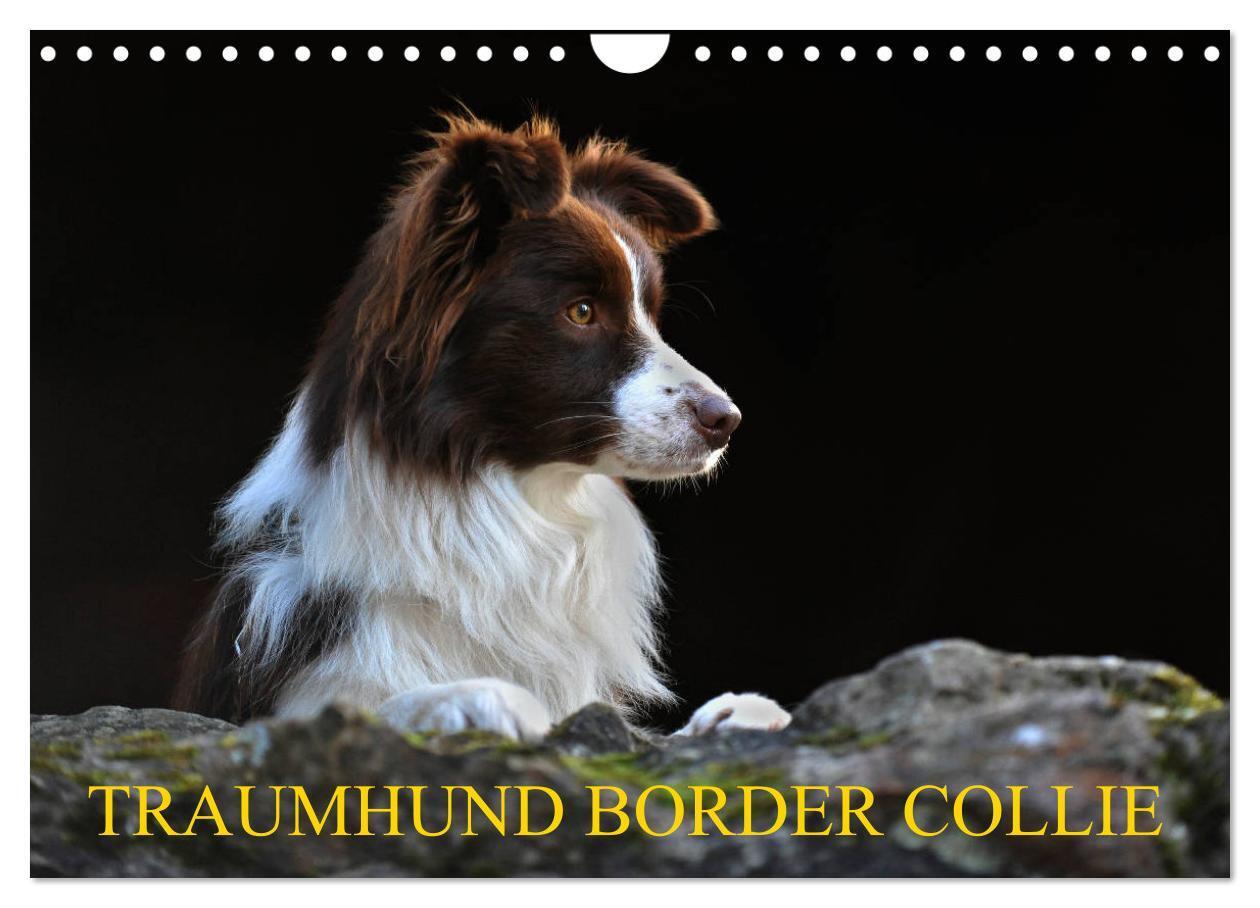 Cover: 9783675453715 | Traumhund Border Collie (Wandkalender 2024 DIN A4 quer), CALVENDO...